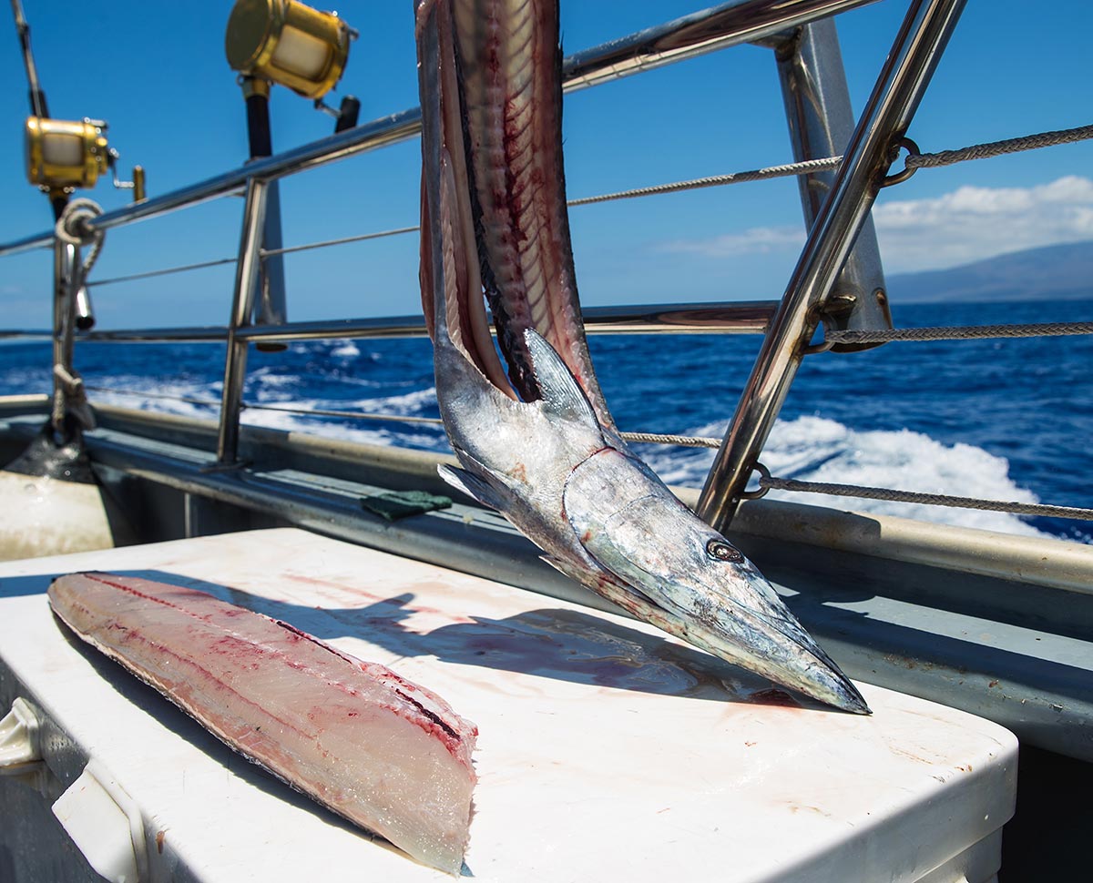 fresh-cut-fish-on-an-ocean-charter-boat-2023-11-27-04-58-08-utc